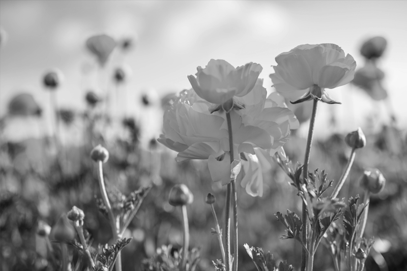 Flowers in a field